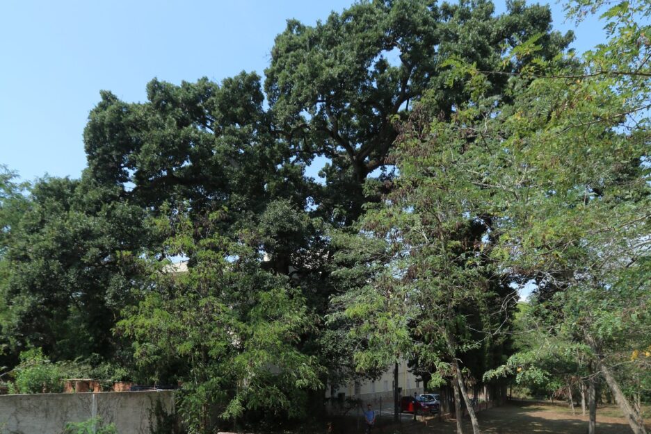 Маршрут монументальных деревьев Тосса-де-Мар