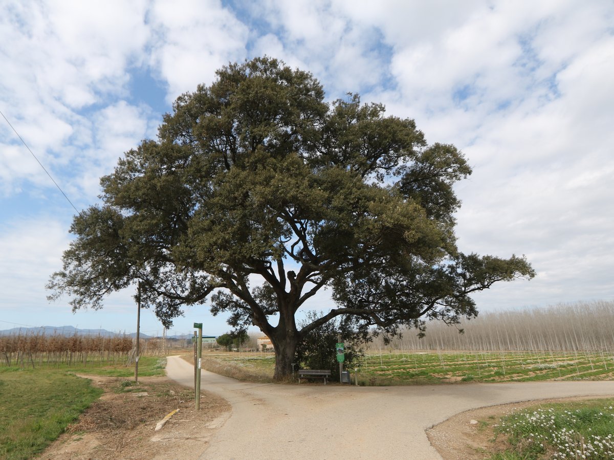Monumental trees