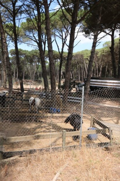 Horse riding clubs